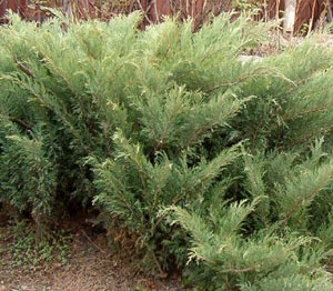 Видеообзор Можжевельника Казацкого Blue Sparkle Натуралист Фотогалерея природы н