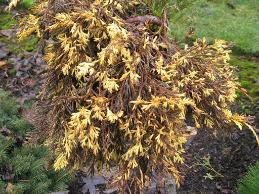 Мікробіота перехреснопарна Карнавал - купити за доступною ціною в інтернет-магаз