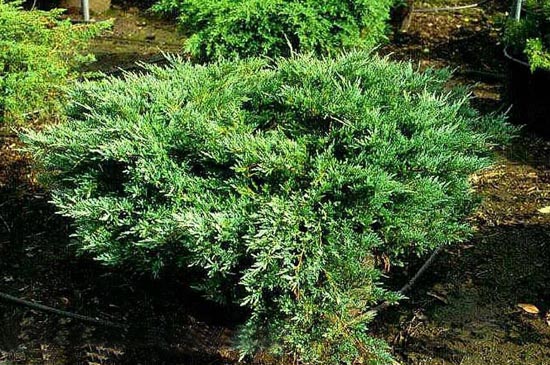 Можжевельник гориз Хагес