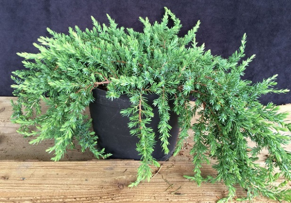 Можжевельник обыкновенный `Гринмантл`, Juniperus communis `Greenmantle` СадПарад