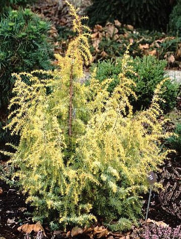 Можжевельник обыкновенный Калебаб (лат. Фотография из альбома Хвойные растения в