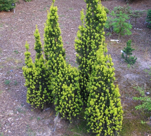 Тис ягодный (сорт ‘Golden Carol’ (R)