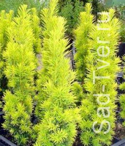 Тис ягодный (сорт ‘Golden Carol’ (R)