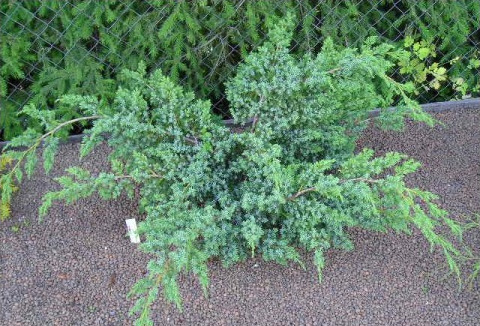 Можжевельник чешуйчатый Блю Спайдер (Blue Spider)