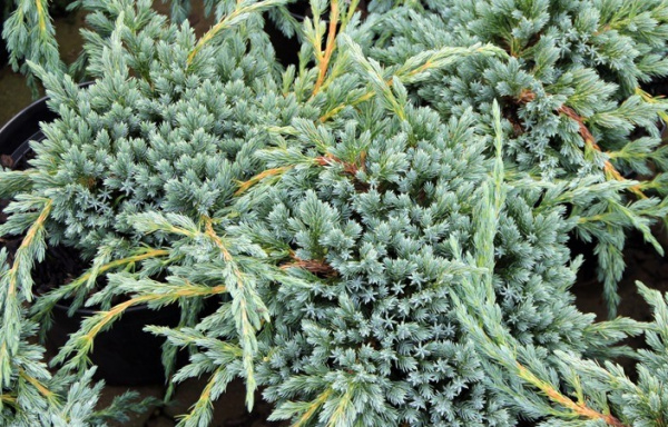 Juniperus squamata 'Blue Carpet' - можжевельник чешуйчатый 'Блю Карпет' - Szkółk