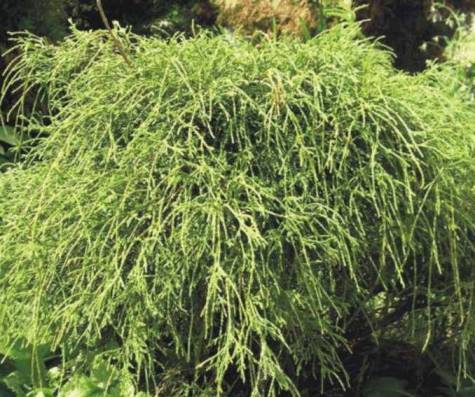 Купить Лиственница 8-1155 Larix pendula: отзывы, фото и характеристики на Aredi.