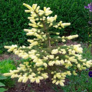 Хвойные растения