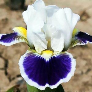 Ирисы карликовые