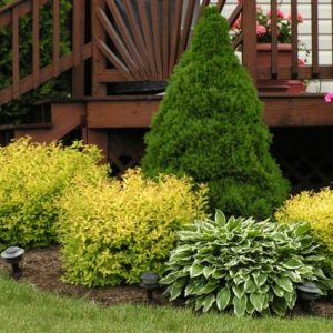 Цветочные композиции в моем саду